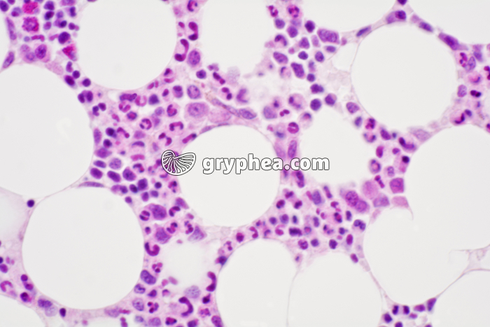 Moelle osseuse en coupe x200b - gryphea.com